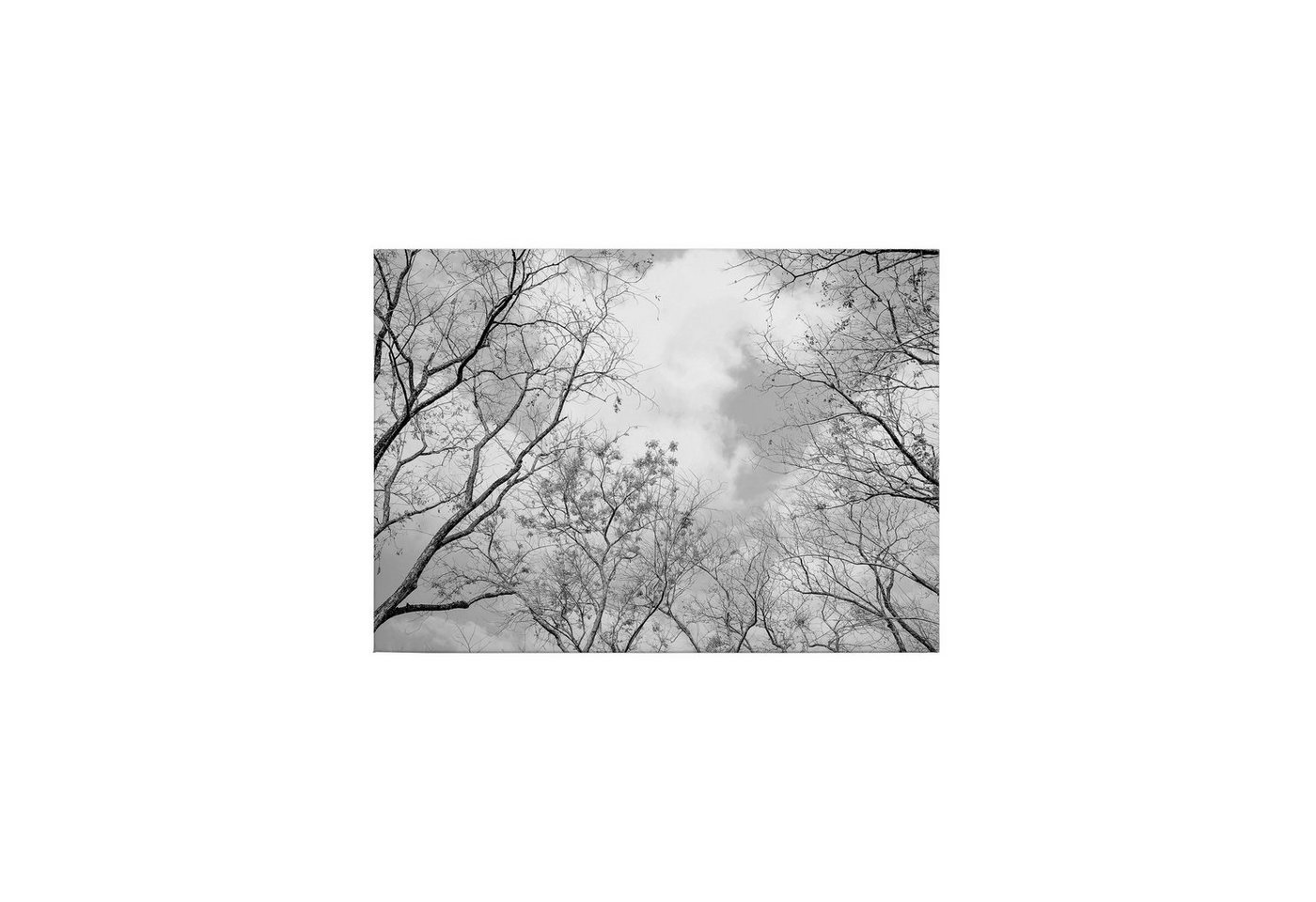 Tadessi Leinwandbild Bäume 50 x 70 cm Blätter Laubwald M1-No.50261 von Tadessi