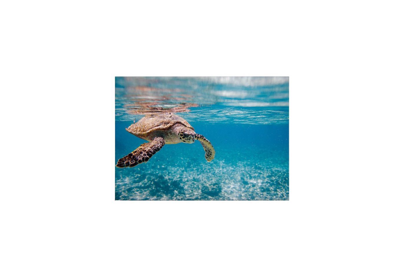 Tadessi Leinwandbild Tiere 50 x 70 cm Schildkröte Unterwasser M1-No.50288 von Tadessi