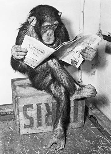 Tainsi Poster - Schimpanse liest Zeitung | Chimpanzee Reading Newspaper - Schwarz- Weiß,12x18inches,30x46cm Tainsi Poster - Schimpanse liest Zeitung | Chimpanzee Reading Newspaper - Schwarz- Weiß,12x18inches,30x46cm von Tainsi