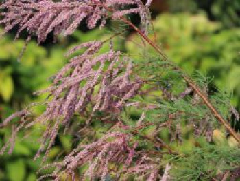 Kaspische Tamariske 'Pink Cascade', 125-150 cm, Tamarix ramosissima 'Pink Cascade', Containerware von Tamarix ramosissima 'Pink Cascade'