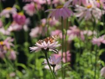 Bunte Margerite 'Robinsons Rosa', Tanacetum coccineum 'Robinsons Rosa', Topfware von Tanacetum coccineum 'Robinsons Rosa'