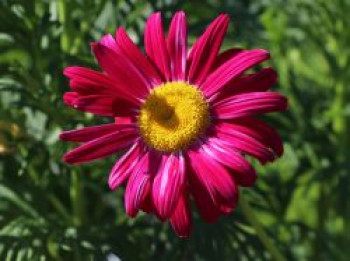 Bunte Margerite 'Robinsons Rot', Tanacetum coccineum 'Robinsons Rot', Containerware von Tanacetum coccineum 'Robinsons Rot'