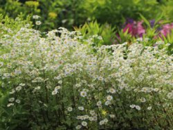 Graublättriges Mutterkraut 'Jackpot', Tanacetum niveum 'Jackpot', Topfware von Tanacetum niveum 'Jackpot'