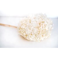 Konservierte Hortensie Weiß - Trockenblumen Deko von Tanafleur