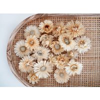 Trockenblumen Streudeko Creme Beige - Tischdekoration Für Geburtstag Und Hochzeit Diy Trockenblumen Streudeko Creme Beige - Tischdekoration Für Geburtstag Und Hochzeit Diy von Tanafleur