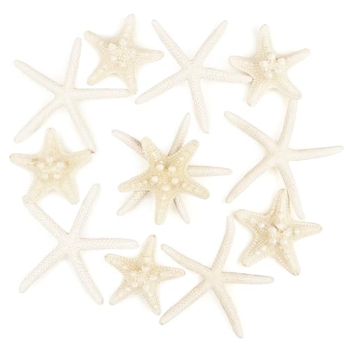 TaoQ C 12 Stück Seestern 5-15cm gemischte Seesterne natürliche Muscheln Seesterne Stern Fisch Muscheln Dekorationen Perfekt für Hochzeit Dekor Strand Theme Party, Home Decorations, DIY Handwerk von TaoQ C