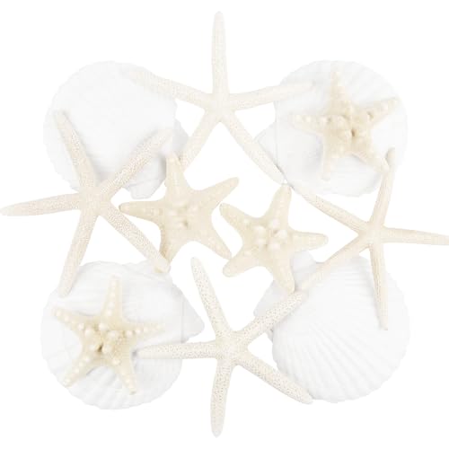 TaoQ C 12 Stück Seestern und Muscheln Natürliche Muscheln Weiße Muscheln Große Muscheln für Handwerk Hochzeit Dekor Strand Theme Party, Fischtank und Vase Füller TaoQ C 12 Stück Seestern und Muscheln Natürliche Muscheln Weiße Muscheln Große Muscheln für Handwerk Hochzeit Dekor Strand Theme Party, Fischtank und Vase Füller von TaoQ C