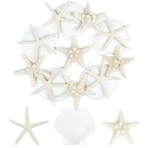 TaoQ C 15 Stück Seestern und Muscheln Natürliche Muscheln Weiße Muscheln Große Muscheln für Handwerk Hochzeit Dekor Strand Theme Party, Fischtank und Vase Füller TaoQ C 15 Stück Seestern und Muscheln Natürliche Muscheln Weiße Muscheln Große Muscheln für Handwerk Hochzeit Dekor Strand Theme Party, Fischtank und Vase Füller von TaoQ C
