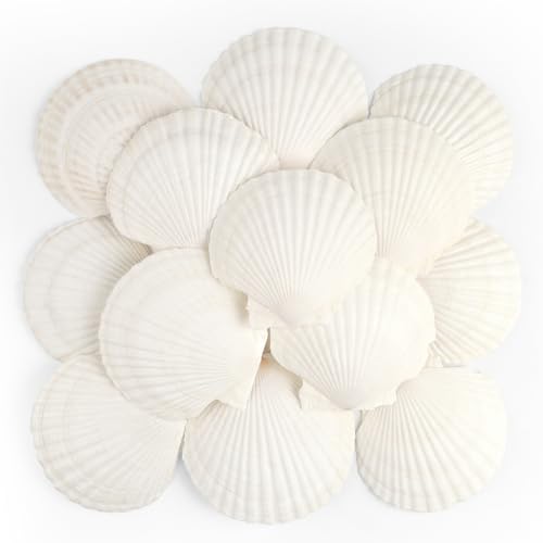 TaoQ C 16 Stück Muscheln Natürliche Muschel, 10CM-12CM Weiße Muschel Jakobs Muschel Kleine Muscheln für Handwerk Hochzeit Dekor Strand Theme Party von TaoQ C