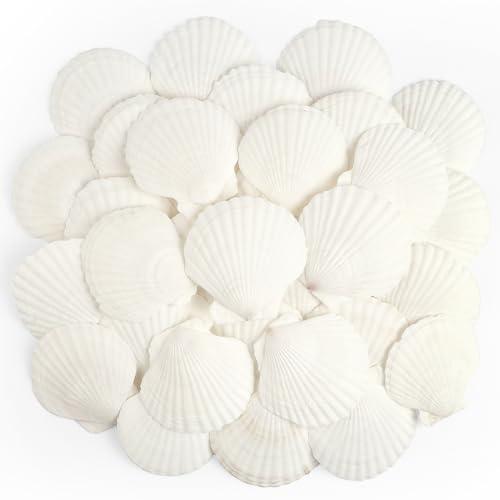 TaoQ C 20 Stück Muscheln Natürliche Muschel, 6CM-8CM Weiße Muschel Jakobs Muschel kleine Muscheln für Handwerk Hochzeit Dekoration Strand Theme Party von TaoQ C