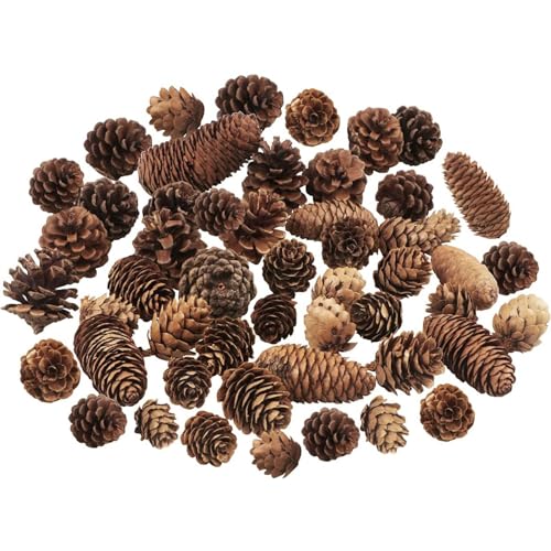 TaoQ C 40 Stücke Kiefernzapfen Dekorationen, natürliche Kiefernzapfen Bulk Paket für große mittlere und Mini Größe rustikale Kiefernzapfen Ornamente für Tabelle Weihnachtsbaum Handwerk Geschenke von TaoQ C