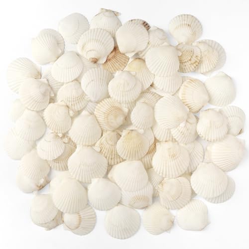 TaoQ C 48 Stück Muscheln Natürliche Muschel, 3CM-5CM Weiße Muschel Jakobs Muschel kleine Muscheln für Handwerk Hochzeit Dekoration Strand Theme Party von TaoQ C