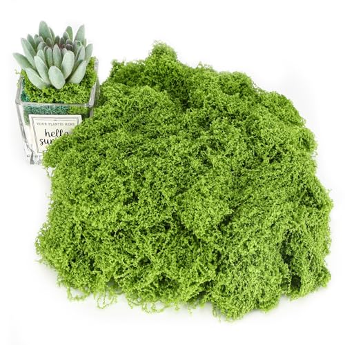 Tapvai 200g Kunstmoos Zum Dekorieren, Moos Deko, Zum Basteln, Islandmoos, Moos Konserviert, Künstliches, Kunstmoos Zum Basteln, Mooswand, Moosbild, Fake Pflanzen für Aquarium von Tapvai