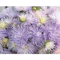 Aster Hazaster Hagan Hellblaue Blumensamen 25 Aster Hazaster Hagan Hellblaue Blumensamen 25 von TattooGardener