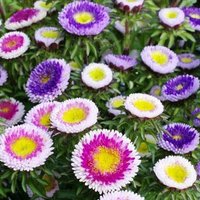 Aster Hi No Mary Pompon Blumen Erbstück Samen 50 Aster Hi No Mary Pompon Blumen Erbstück Samen 50 von TattooGardener