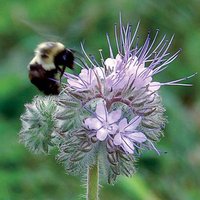 Bienenfreund Blumensamen 100 von TattooGardener