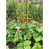 Bohnenstrauch Slenderette Seed 100 von TattooGardener