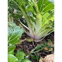 Bok Choy Win-Win-Gemüsesamen 30 von TattooGardener