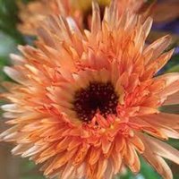 Calendula Flashback Bio Blumensamen 50 von TattooGardener