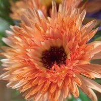 Calendula Flashback Bio-Blumensamen 50 von TattooGardener