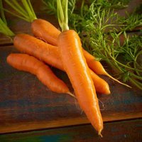 Carrot Chantenay Red Core Erbstücksamen 200 von TattooGardener