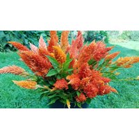 Celosia Sonntag Orange Blumensamen 25 von TattooGardener