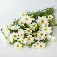 Cosmo 25x Schneepuff Blumensamen 25G Cosmo 25x Schneepuff Blumensamen 25G von TattooGardener