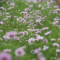 Cosmo Tagtraum Blumensamen 50 Cosmo Tagtraum Blumensamen 50 von TattooGardener