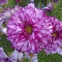 Cosmos Double Click Mix Blumensamen 25 von TattooGardener