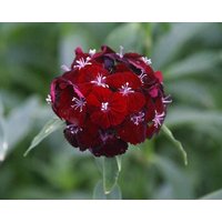 Dianthus Süß Schwarzkirsche Blume Zierkorn 25 von TattooGardener