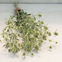 Eryngium Weiß Glitzer Blumensamen 25 von TattooGardener