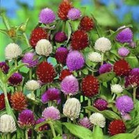 Gomphrena Audrey Mix Blumensamen 40 von TattooGardener