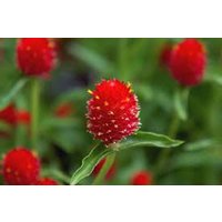 Gomphrena Erdbeerfelder Blumensamen 40 von TattooGardener