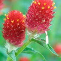 Gomphrena Orange Erdbeerfeld Blumensamen 25 von TattooGardener