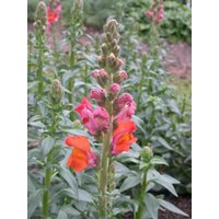 Löwenmäulchen Frühbronze Llli Blumensamen 25 von TattooGardener