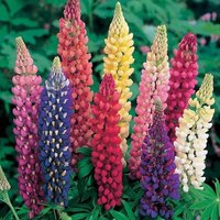 Lupinen-Russell-Blumensamen 30 Lupinen-Russell-Blumensamen 30 von TattooGardener