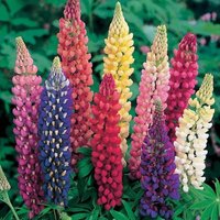 Lupine Russell Blumensamen 50 von TattooGardener