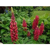 Lupine Russell My Castle Blumensamen 25 von TattooGardener