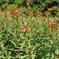 Seidenpflanze Blutblume Erbstück Blumensamen 25 von TattooGardener