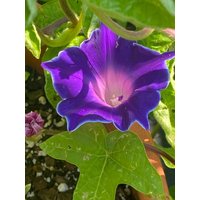 Morning Glory Doppelte Blaue | Picotee Blumensamen 10 von TattooGardener