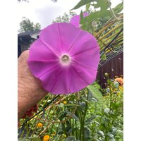 Morning Glory Kurenai Erbstück Blumensamen 15 von TattooGardener