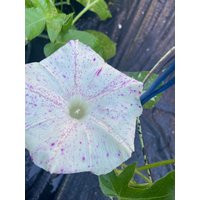 Morning Glory Mura Kumo Erbstück Blumensamen 10 von TattooGardener