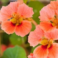 Nasturtium Vesuv Blumensamen 25 von TattooGardener