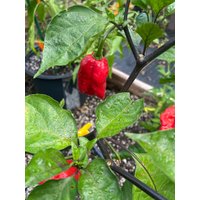 Pfeffer Carolina Reaper Red Seed 10 von TattooGardener