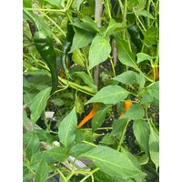 Pepper Hj3 Hangjao Space Chili Solar Flare Seed 10 von TattooGardener