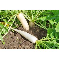 Radieschen Daikon Gemüsesamen 25 von TattooGardener