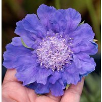 Scabiosa Fama Deep Blue Blumensamen 25 von TattooGardener