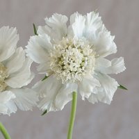 Scabiosa Fama White Blumensamen 25 von TattooGardener