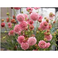 Scabiosa Lachs Rosa Blütensamen 50Er von TattooGardener