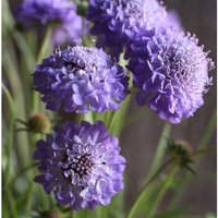 Scabiosa Oxford Blaue Blume Samen 50 Scabiosa Oxford Blaue Blume Samen 50 von TattooGardener